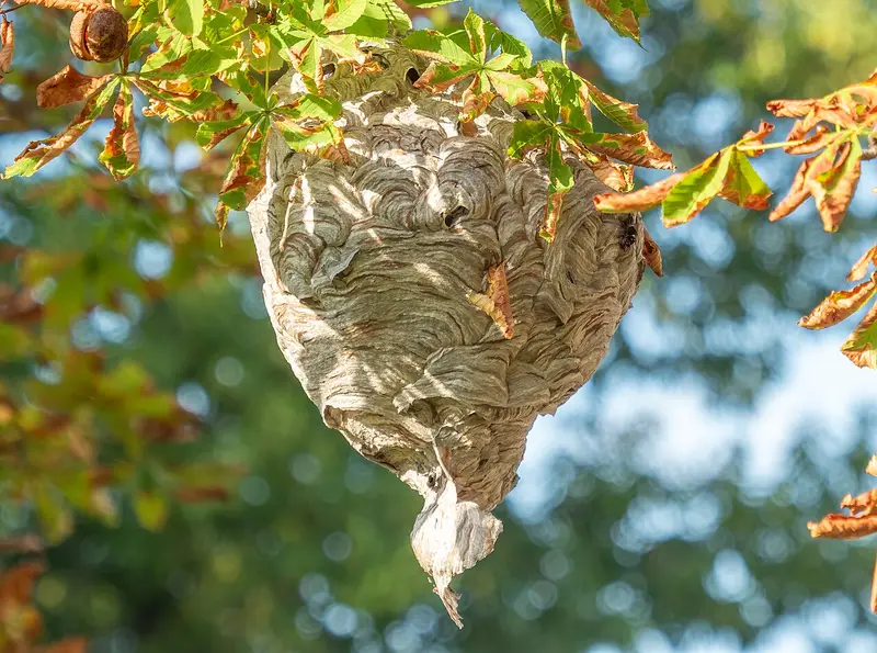 Gray papery football-shaped bald-faced hornet nest hanging from a tree branch, a wasp nest rather than honey bee comb