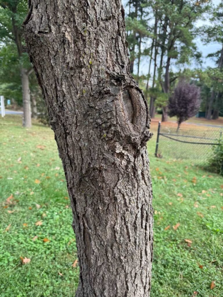 Close-up of black gum tree bark, the species used by Appalachian beekeepers for bee gum hives