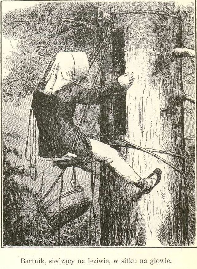 A historical illustration of a bartnik, a Polish tree-beekeeper, sitting on a board with protective netting