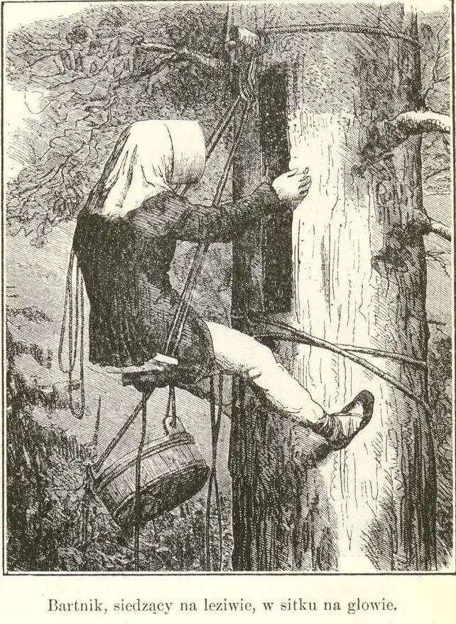 A historical illustration of a bartnik, a Polish tree-beekeeper, sitting on a board with protective netting