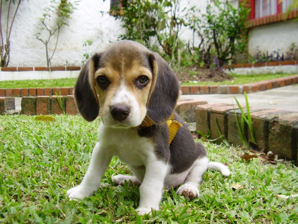 Beagle puppy sitting in grass, the kind of outdoor area where a dog might encounter a foraging bee