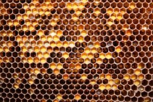 Fermented pollen (bee bread) packed into open honeycomb storage cells