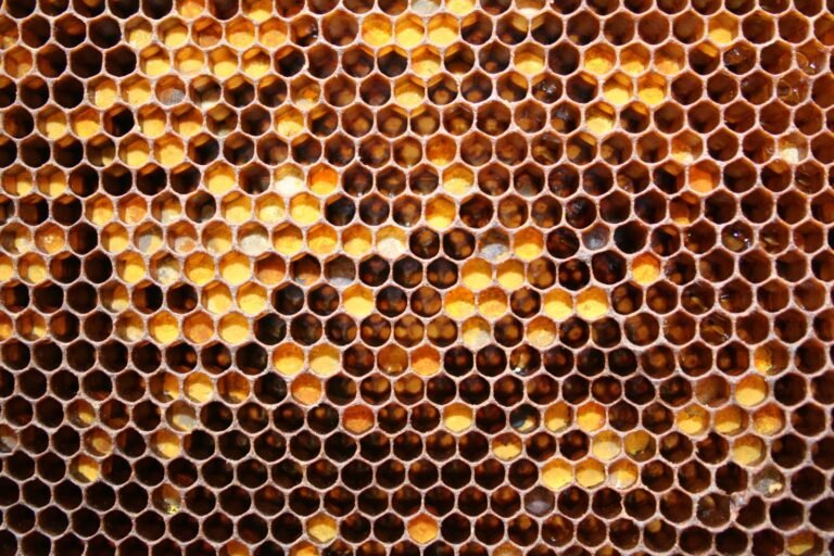 Fermented pollen (bee bread) packed into open honeycomb storage cells