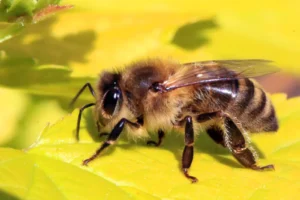Close-up of a honey bee foraging on a flower, illustrating bee breed comparison