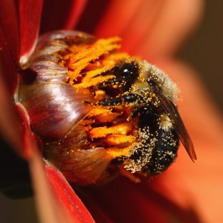 Fuzzy bee heavily dusted with orange pollen grains on a red flower