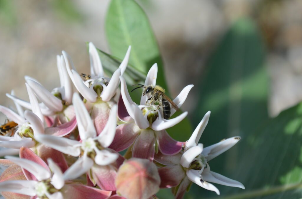A bee foraging on native showy milkweed, an example of the diverse forage a rotation plan aims to protect