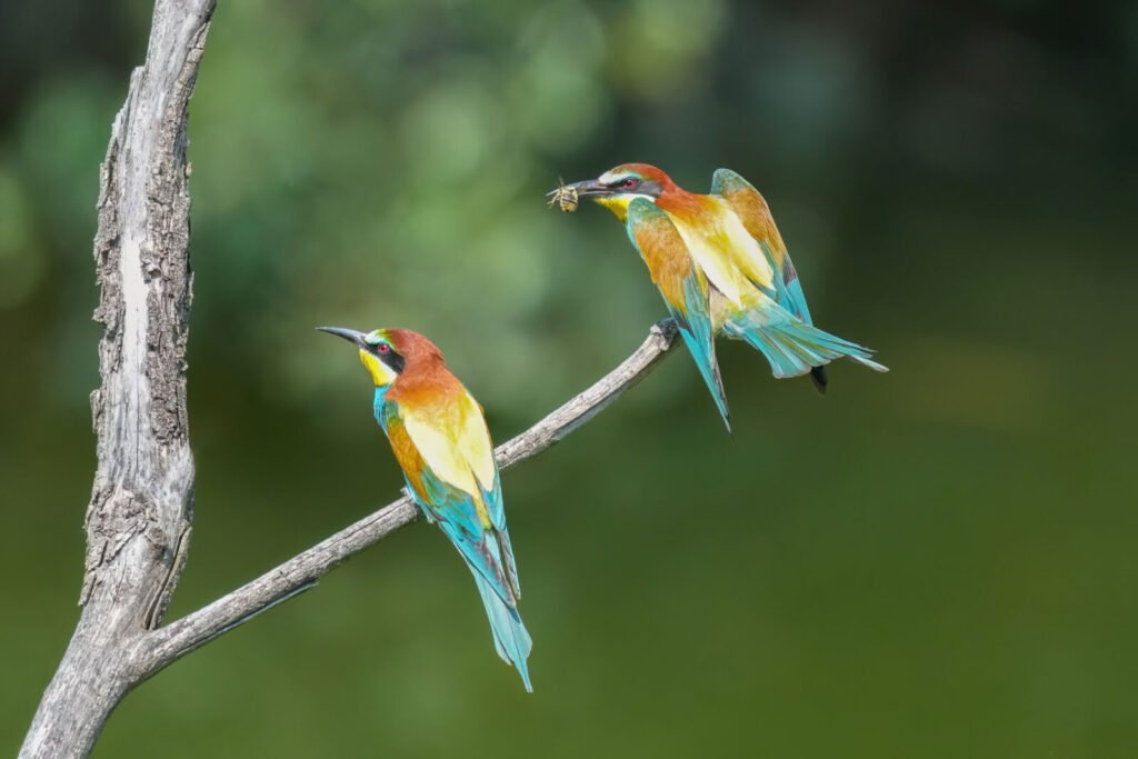 Photo of a European bee-eater eating a bumblebee it caught in flight