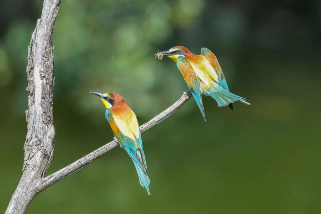 Photo of a European bee-eater eating a bumblebee it caught in flight