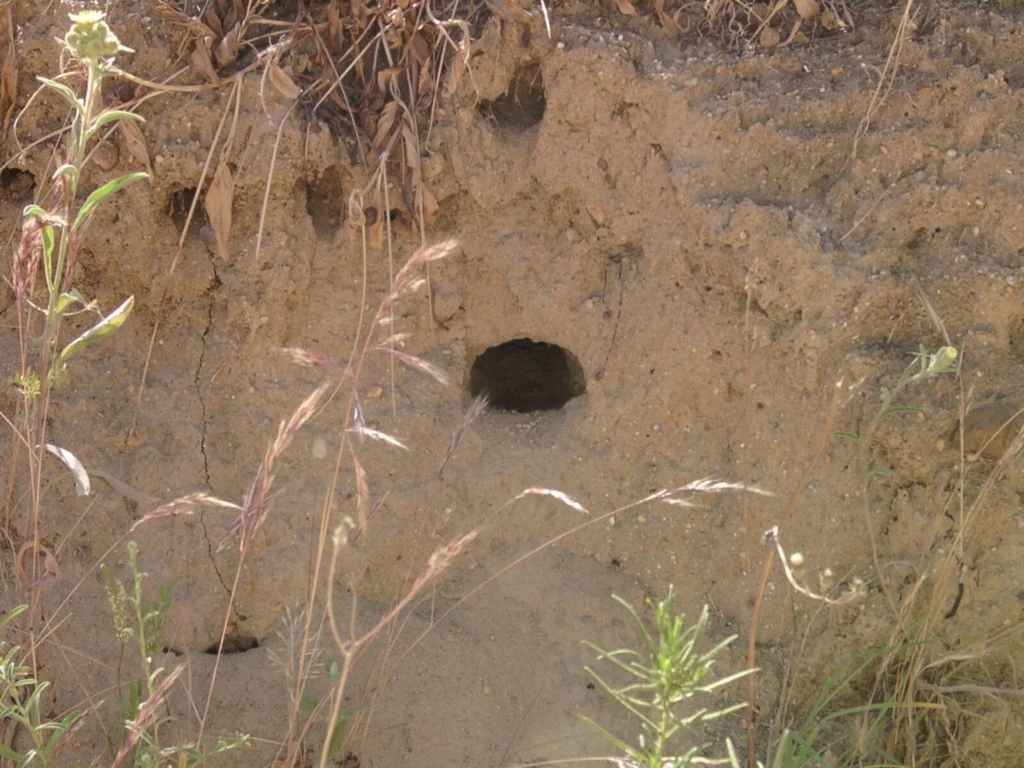 Photo of a bee-eater nest tunnel dug into a sandy bank, part of a colonial nesting site