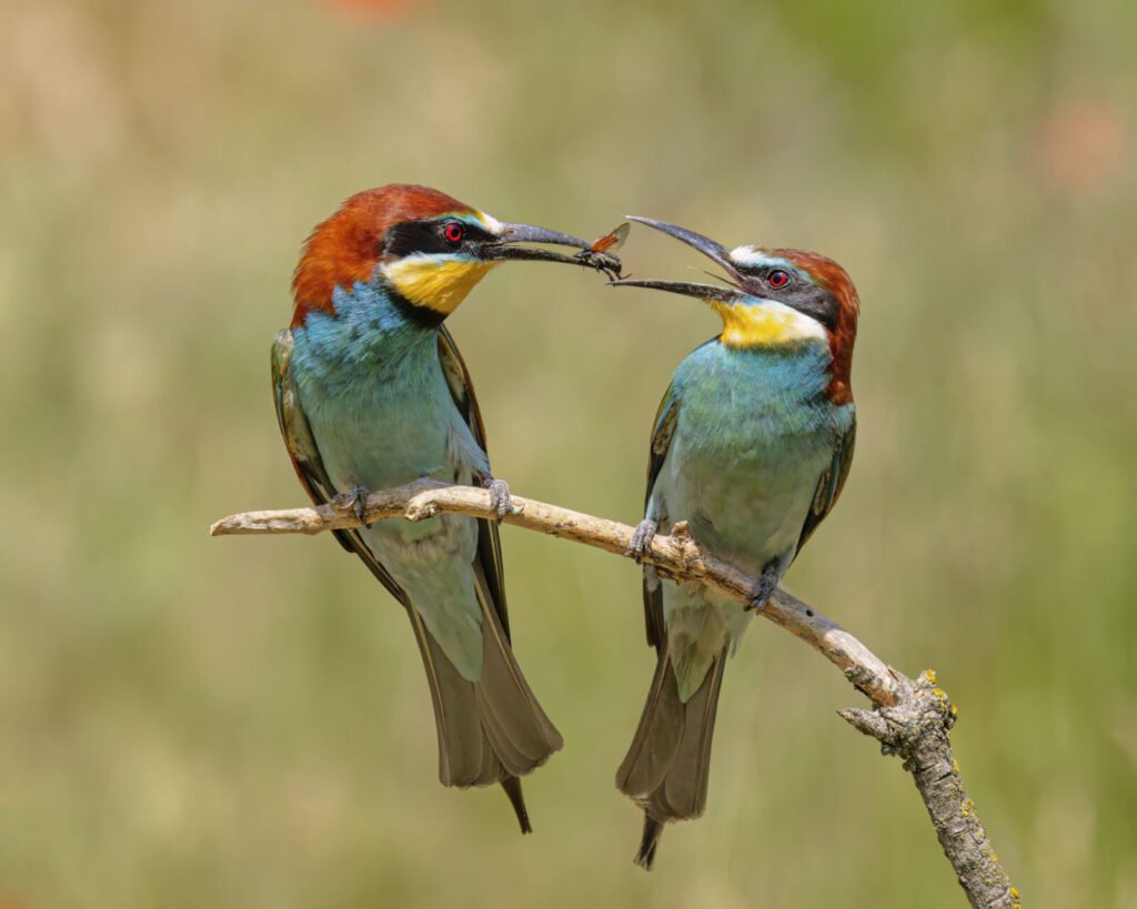 A pair of European bee-eaters, one passing caught prey to its mate in a courtship feeding display