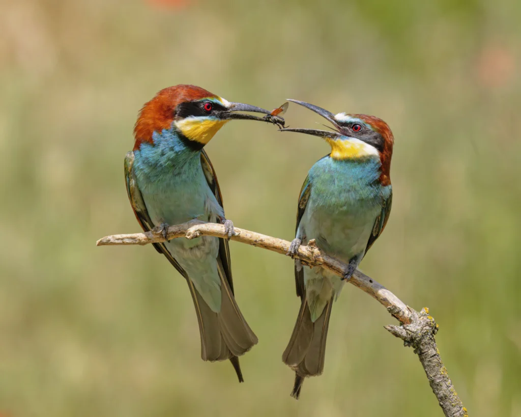 A pair of European bee-eaters, one passing caught prey to its mate in a courtship feeding display