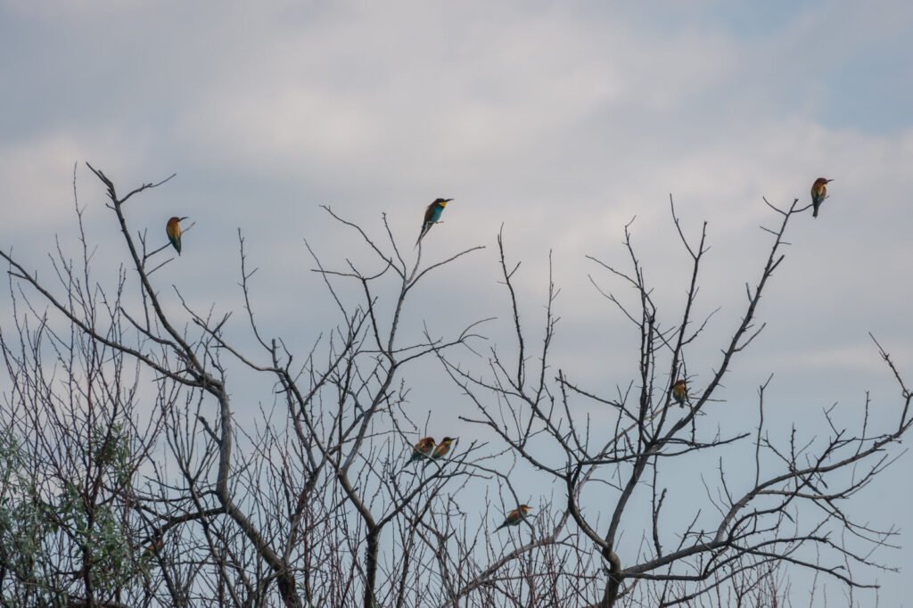 Group of European bee-eaters perched together on branches between hunting flights