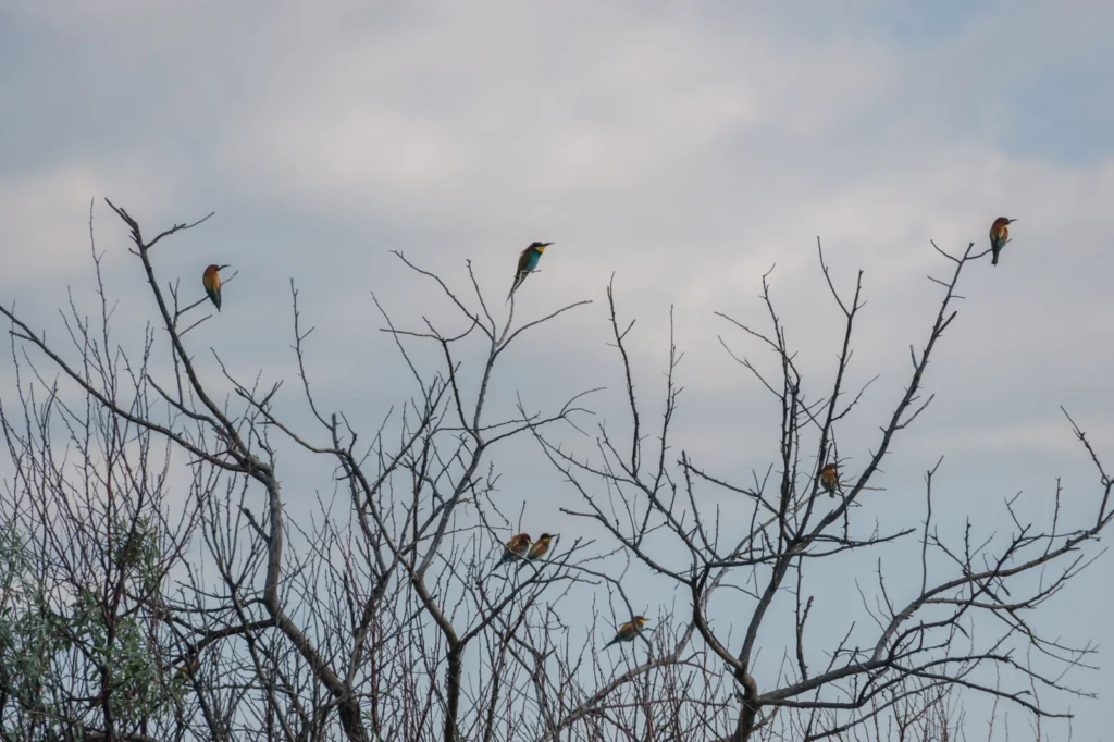 Group of European bee-eaters perched together on branches between hunting flights