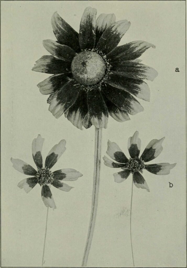 Historical illustration of a bee visiting a flower, from a period study of bee vision and pollination