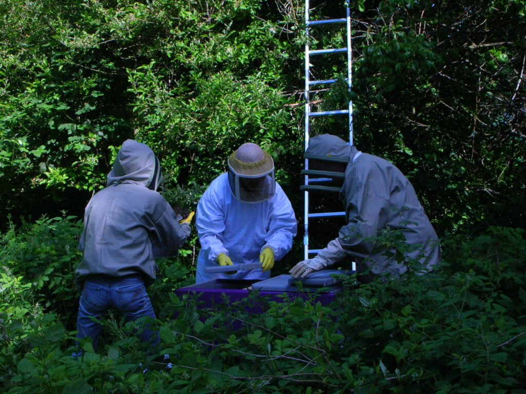 Bee frames being removed from a hive during an inspection in London, England
