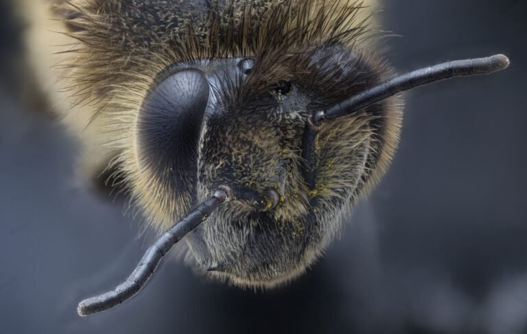 Extreme macro photograph of a bee head showing compound eyes and antennae in fine detail