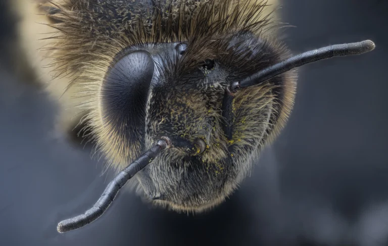 Extreme macro photograph of a bee head showing compound eyes and antennae in fine detail