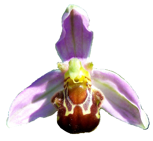 Close-up of a bee orchid, Ophrys apifera, flower showing the furry reddish-brown labellum patterned to resemble a female bee