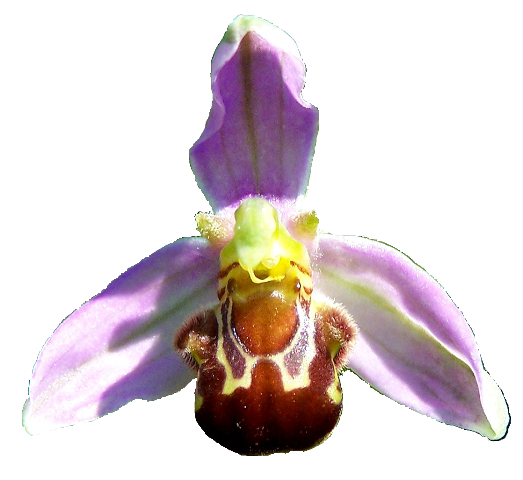 Close-up of a bee orchid, Ophrys apifera, flower showing the furry reddish-brown labellum patterned to resemble a female bee