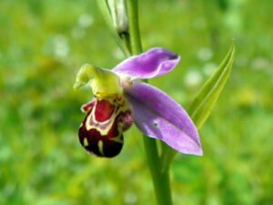 Close-up of a bee orchid flower with a furry brown labellum that mimics a female bee