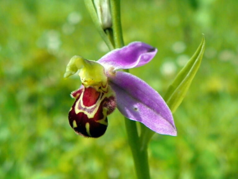 Close-up of a bee orchid flower with a furry brown labellum that mimics a female bee