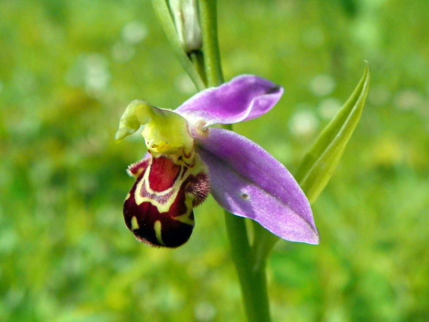 Close-up of a bee orchid flower with a furry brown labellum that mimics a female bee