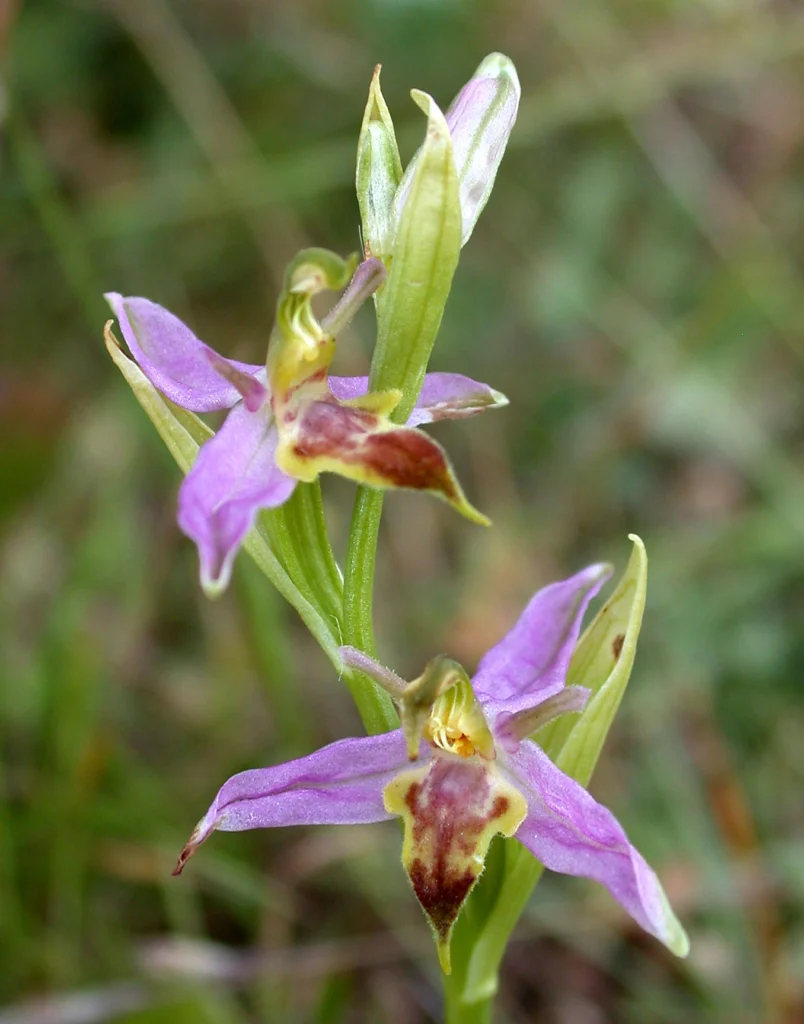 Ophrys apifera var. trollii, a distinct color variant of the bee orchid found in the UK