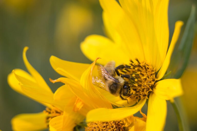Bee gathering pollen from a yellow sunflower, illustrating pollinator-dependent crop production