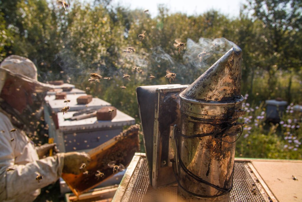 Beekeeper using a smoker beside open hive boxes during a university apiary inspection