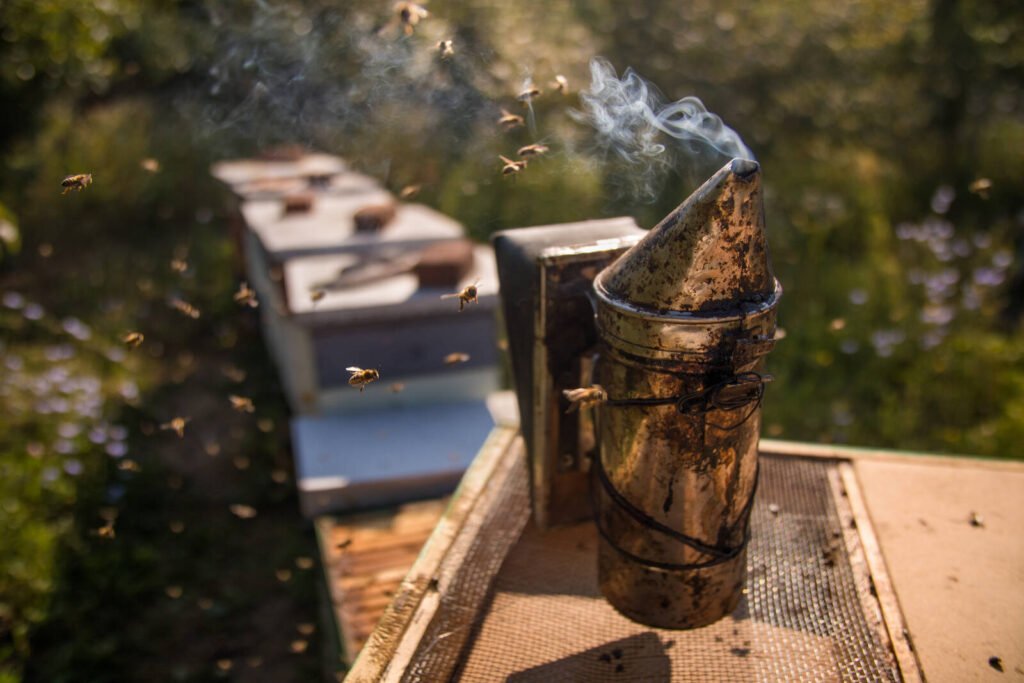 Bee smoker in use beside a row of hive boxes during a routine program inspection