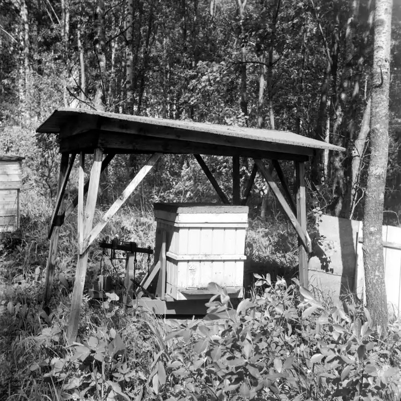Black-and-white 1956 photo of a wooden beehive standing on a roofed weighing platform at the edge of a forest