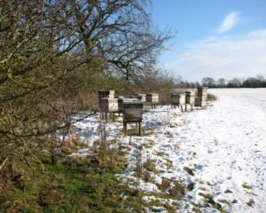 Beehives partially covered in winter snow