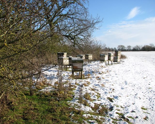 Beehives partially covered in winter snow