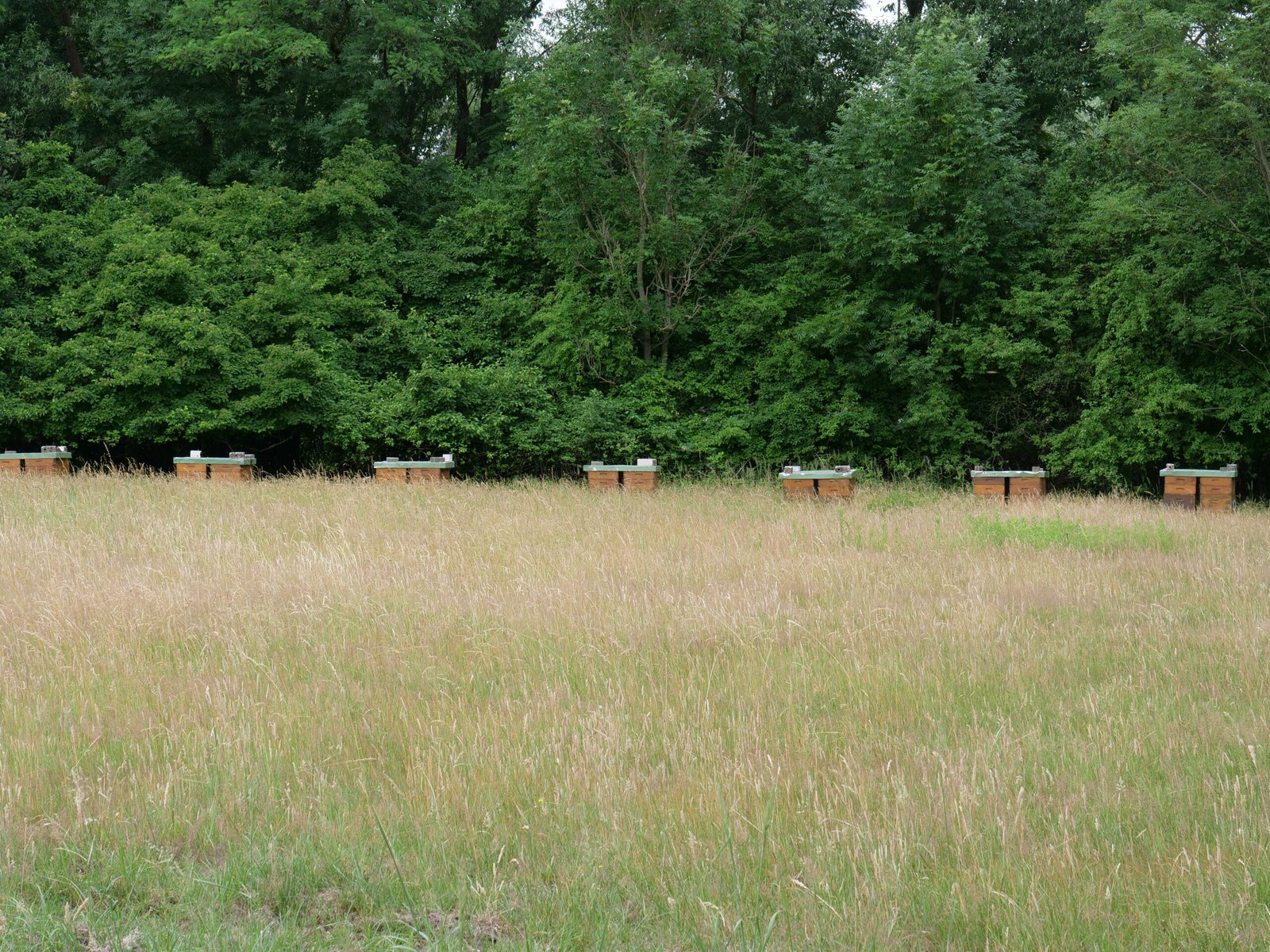 Row of Langstroth beehives set in an open meadow showing how little ground space each hive actually occupies