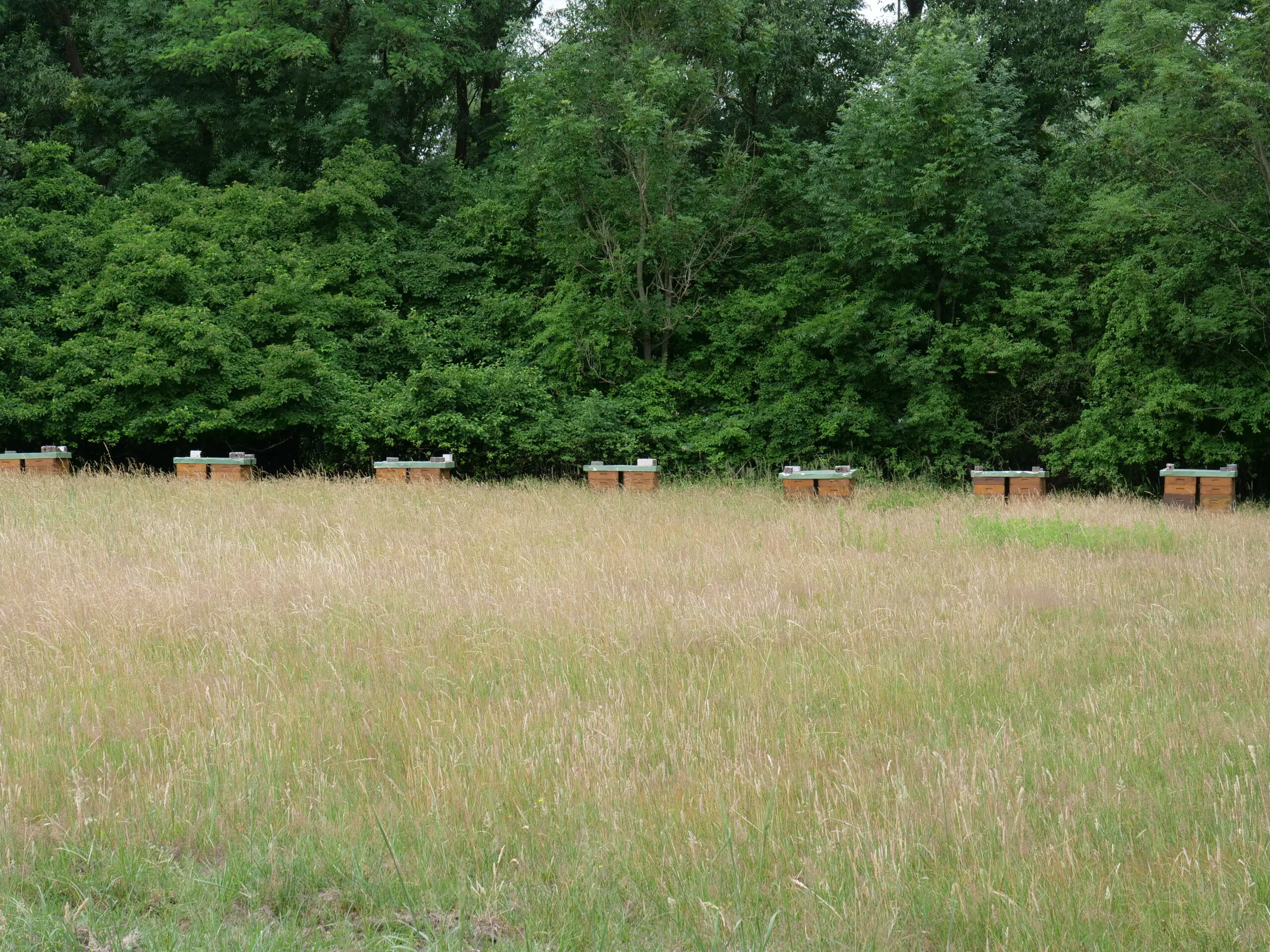 Row of Langstroth beehives set in an open meadow showing how little ground space each hive actually occupies