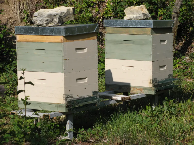 Two Langstroth beehives with wire mesh guards fitted over their entrances to keep hornets away