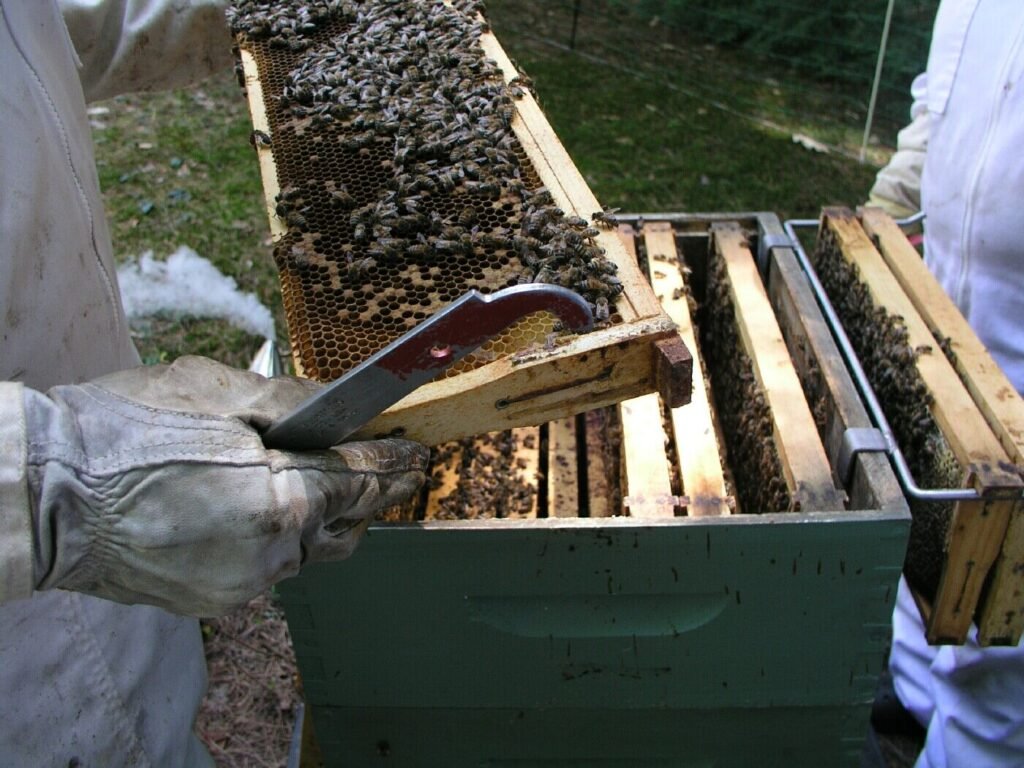 Beekeeper in protective gloves using a hive tool to lift a honeycomb frame