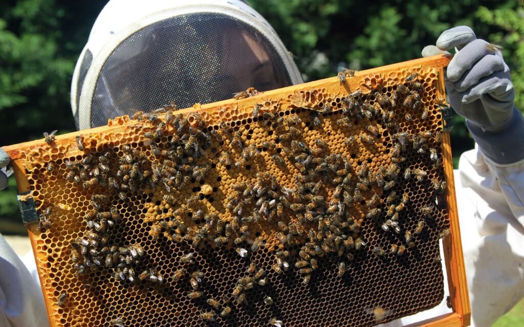 Close-up of a honey bee brood frame showing larvae developing in comb cells