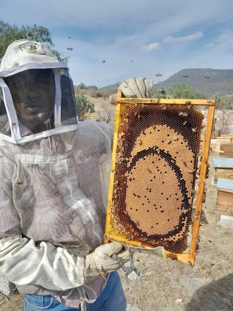Beekeeper in full protective suit holding a brood frame beside a row of hive boxes