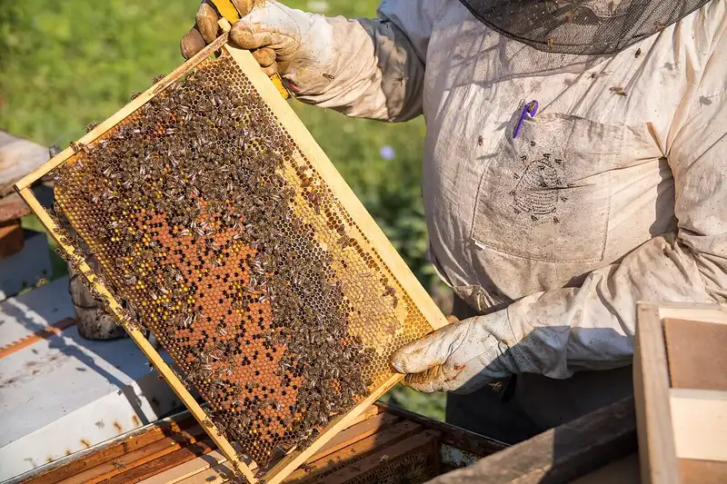 Beekeeper holding a frame of capped brood and pollen covered with honey bees above an open hive