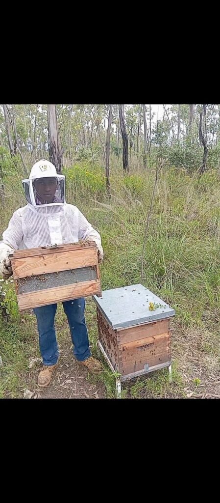 Beekeeper in protective gear holding an open hive box beside a colony in a grassy field