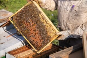 Beekeeper in protective gloves holding a full honey frame covered in bees, inspecting it before harvest for sale