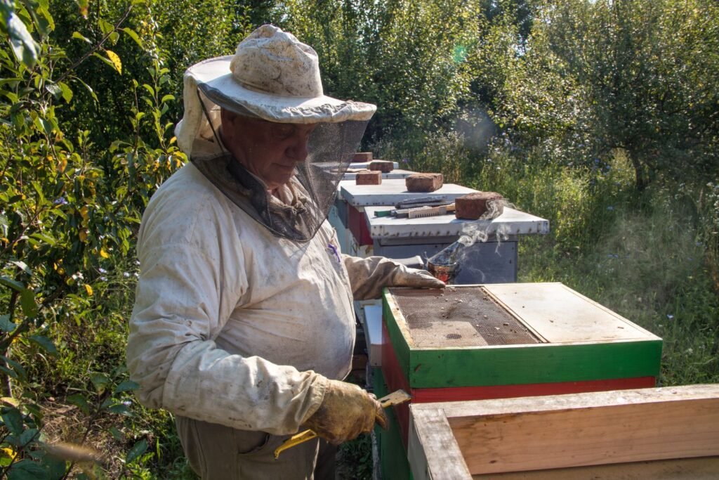 Beekeeper inspecting an open hive, the kind of regular check that generates data worth recording