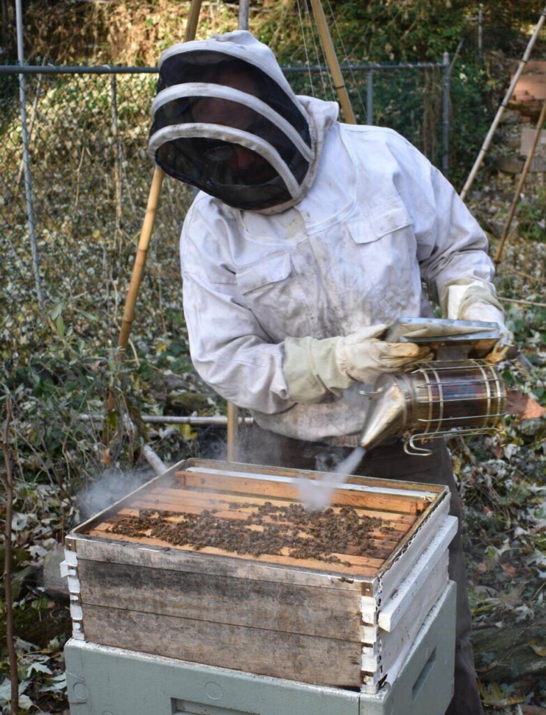 Beekeeper using a smoker during a hive inspection, the kind of visit timed around humidity and temperature logs