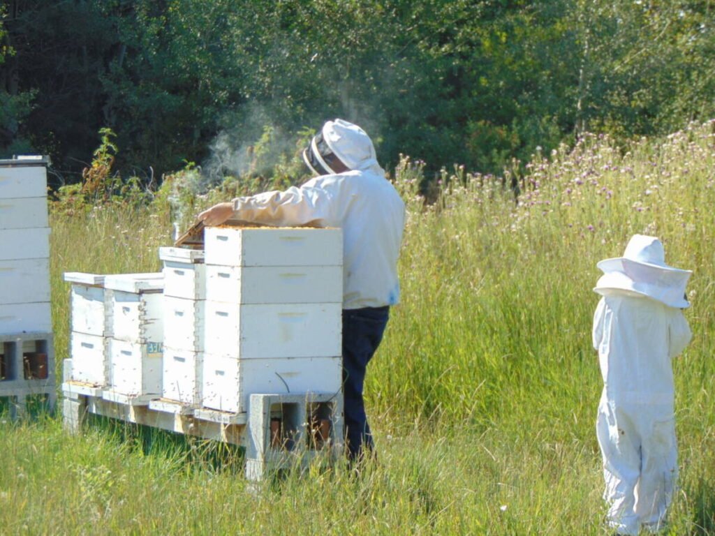 Beekeeper and observing assistant inspecting an open hive frame together