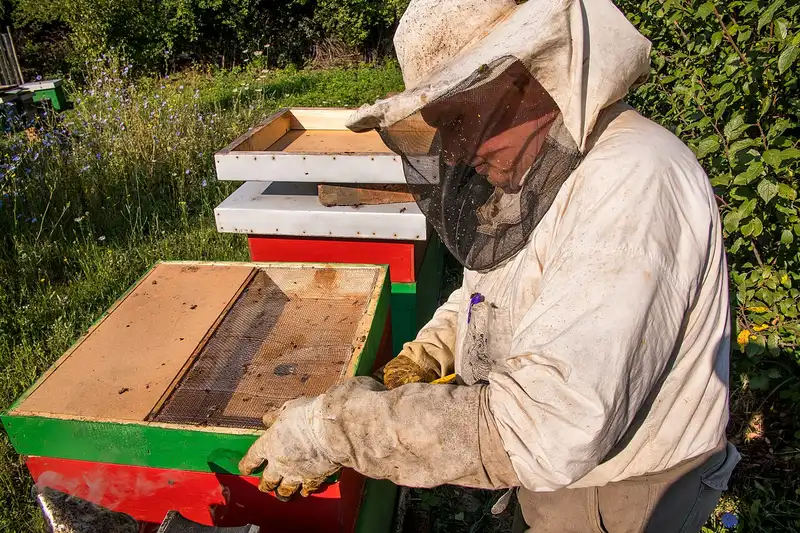 Beekeeper in a veiled suit lifting the cover off a red and green hive in a grassy apiary