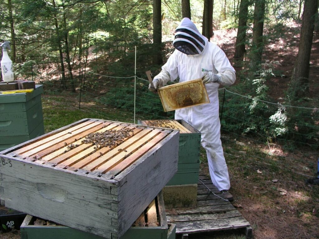 Beekeeper in full protective suit examining a honeycomb frame in a forest apiary