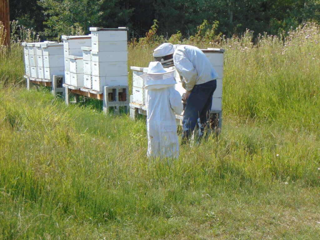Beekeeper and assistant working hives in a rural agricultural county in Idaho