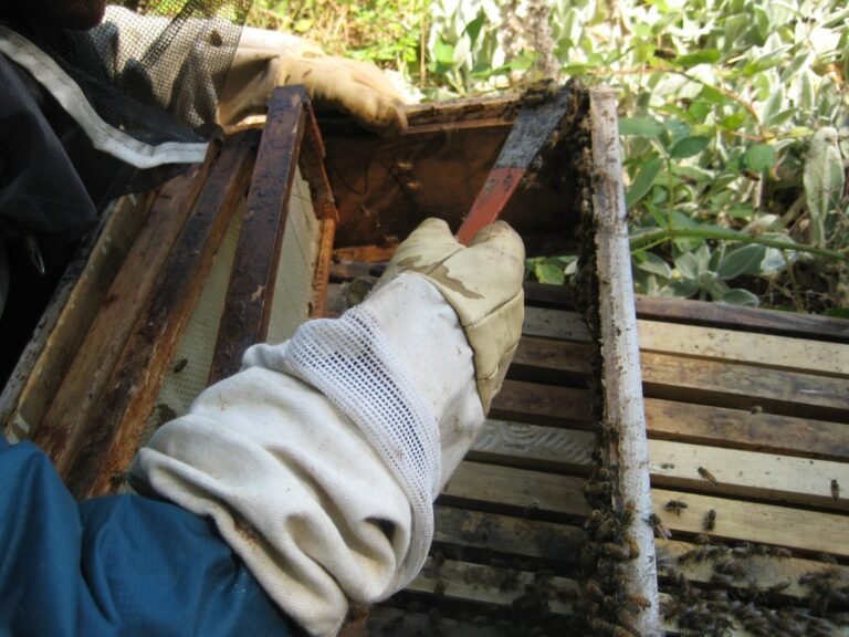Beekeeper using a hive tool to scrape propolis and burr comb off a frame during hive cleaning