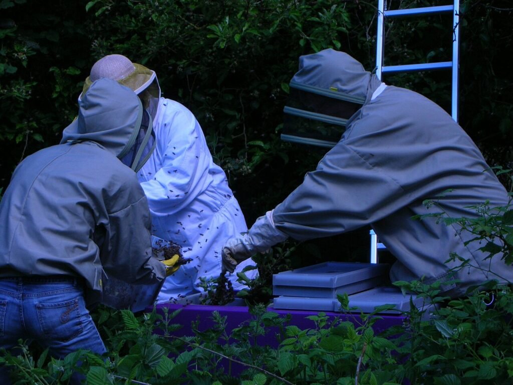 Beekeeper shaking a honey bee swarm from a tree branch directly into a hive box below